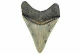 Serrated, Fossil Megalodon Tooth - North Carolina #298893-1